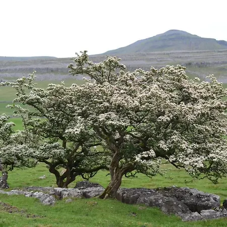 بيت ضيافة Dalecote Barn إنغيلتون